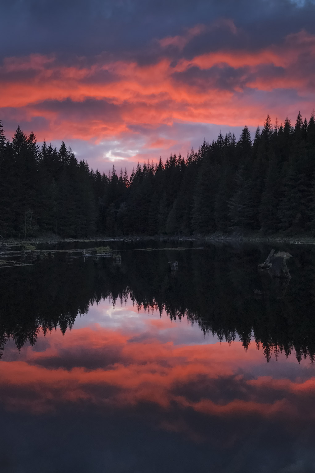 pine trees and sunset lit clouds reflected in a lake